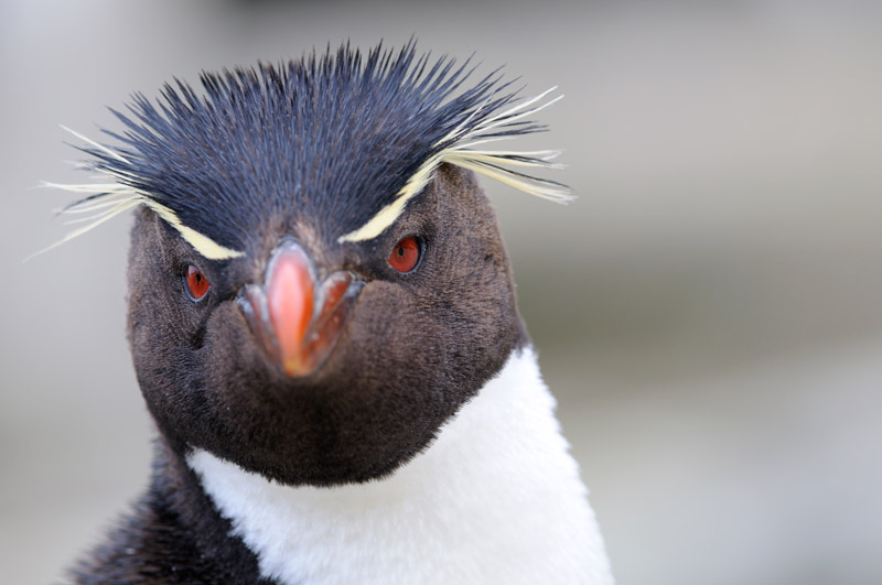 Felsenpinguin (Rockhopper)