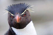 Felsenpinguin (Rockhopper)