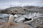 Eselspinguin und Walskelett, Port Lockroy