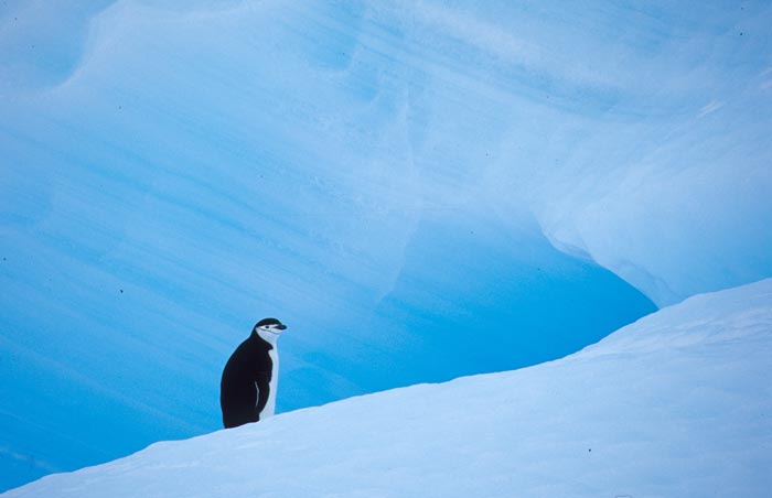 Z&uuml;gelpinguin