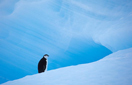 Z&uuml;gelpinguin