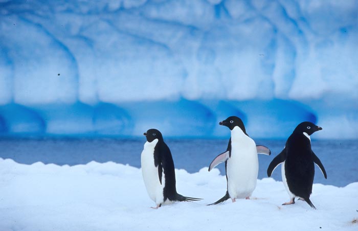 Adelie Pinguine