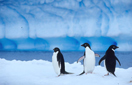 Adelie Pinguine