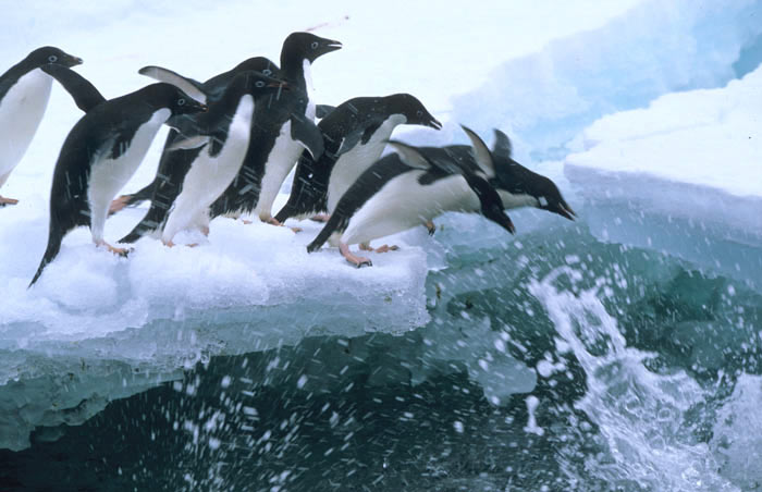 Adelie Pinguin