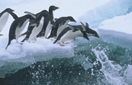Adelie Pinguin