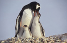 Eselspinguine