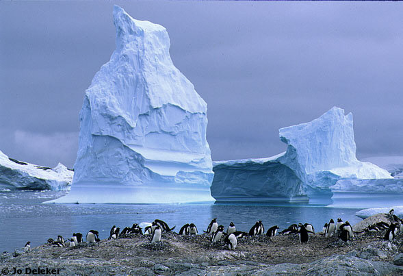 Cuverville Island