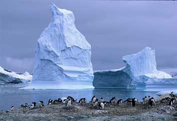 Cuverville Island