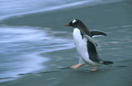 Eselspinguin
