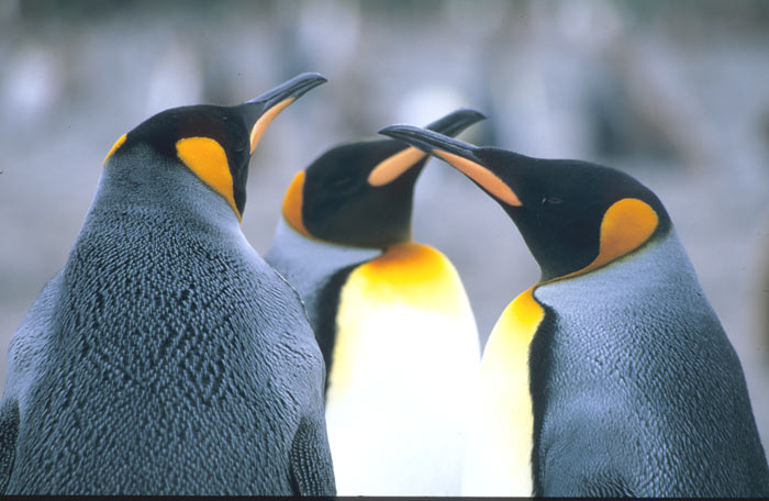 K&ouml;nigspinguin