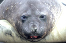 Seeelefant