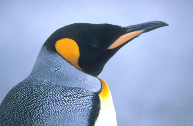 K&ouml;nigspinguin