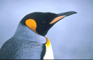 K&ouml;nigspinguin