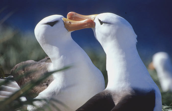 Schwarzbrauen-Albatross