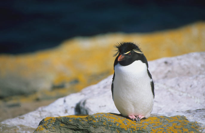 Rockhopper Pinguin
