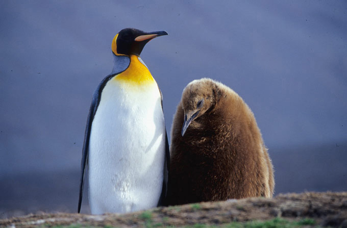 K&ouml;nigspinguin mit Nachwuchs