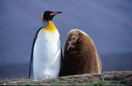 K&ouml;nigspinguin mit Nachwuchs