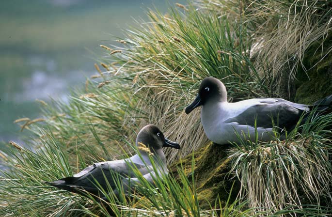 Light Mantled Sooty Albatross