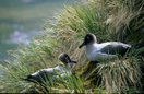 Light Mantled Sooty Albatross
