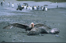 Riesensturmvogel